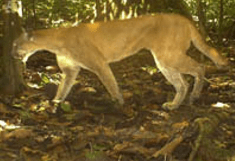 Costa Rica Puma