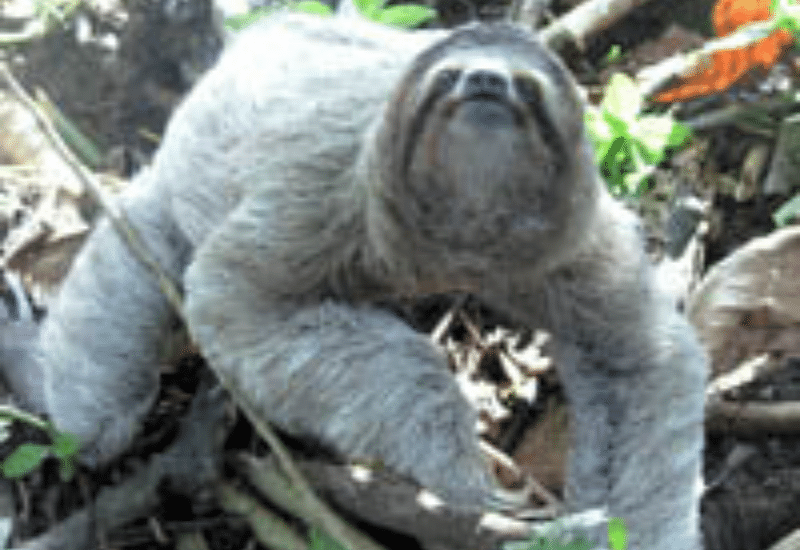 Grey sloth on the ground