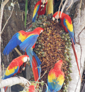 group of scarlet macaws eating photo gallery