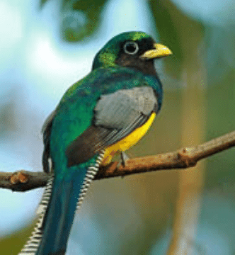 blue green bird costa rica photo gallery