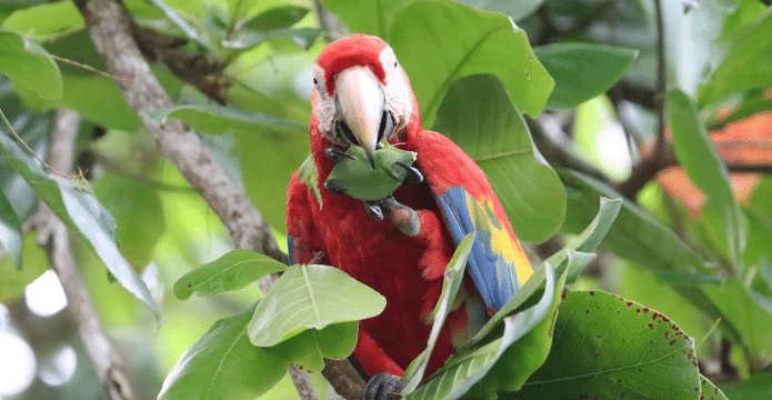 scarlet macaw costa rica jungle
