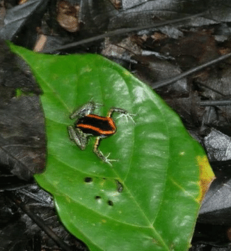 Red Poison dart frog on green leaf costa rica rainforest jungle photo gallery