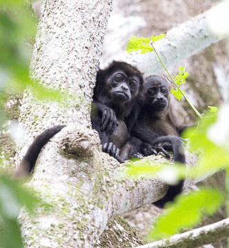 Howler monkey family in tree costa rica rainforest jungle photo gallery